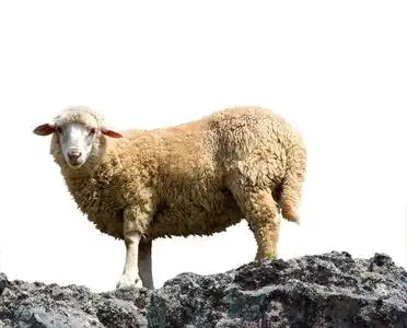 美丽的羊一只羊在美丽的山上吃草照片