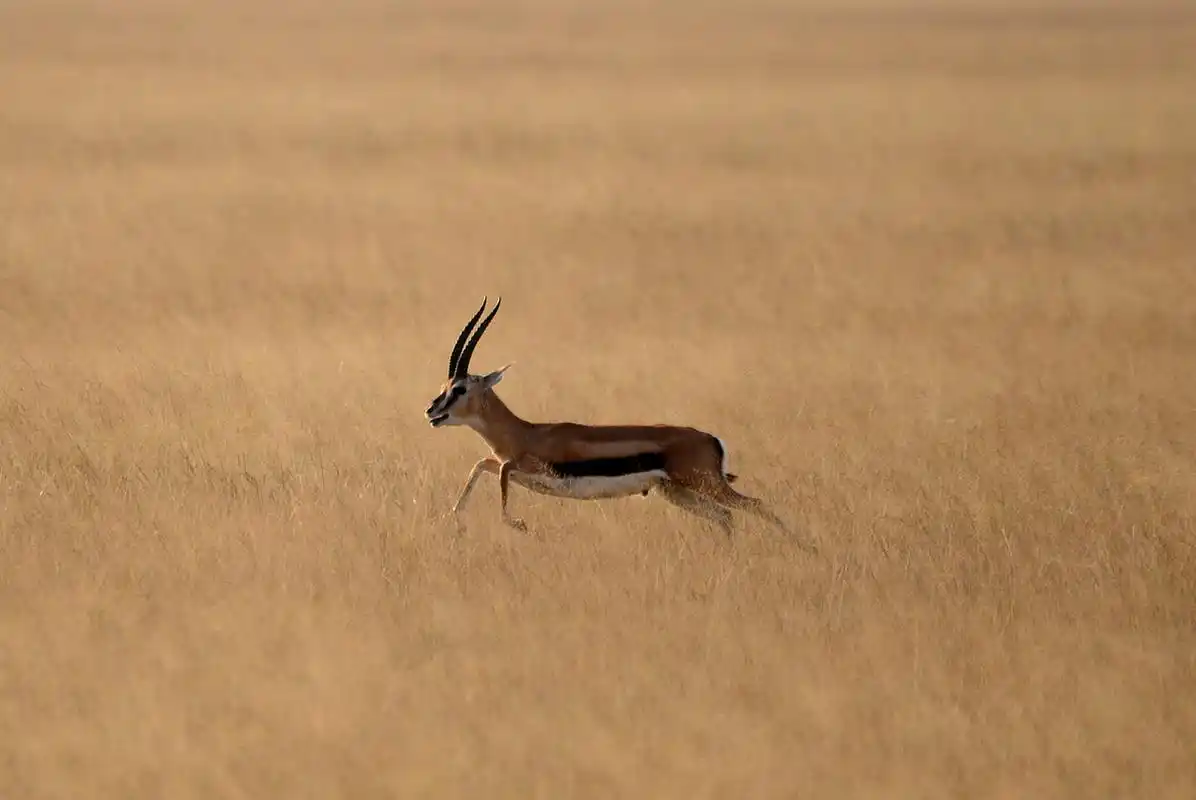 高原精灵,奔跑的羚羊.#动物趣图