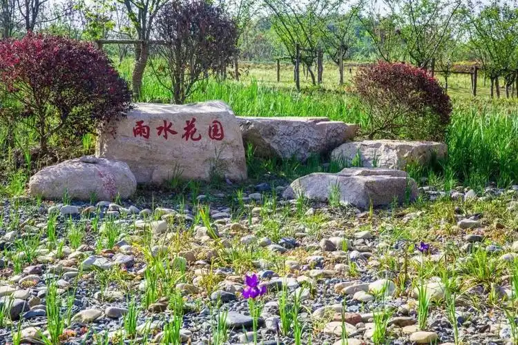 旱涝相宜的"雨水花园"▲双幅双色透水沥青路面除了这里的停车场,环绕