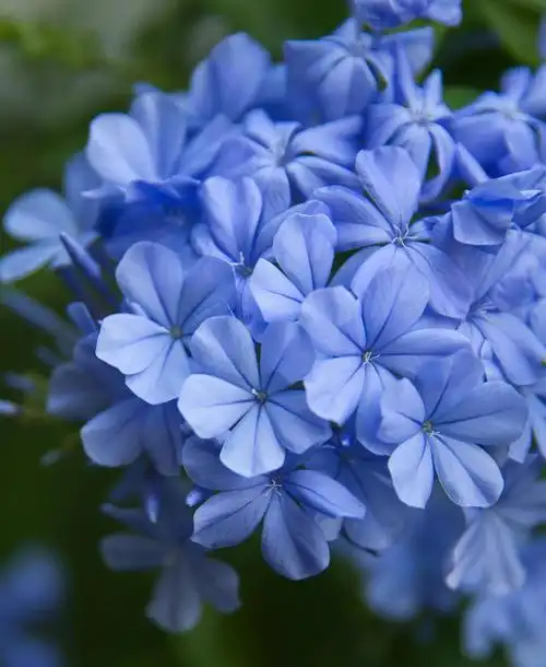 盛夏绽放的蓝雪花,现在养还不晚,满园蓝色花小清新感十足