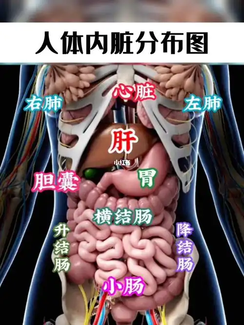 人体内脏分布图