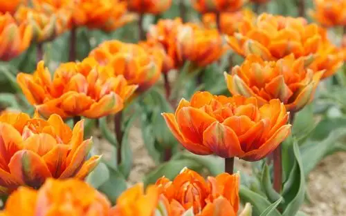 唯美花海风景图片壁纸