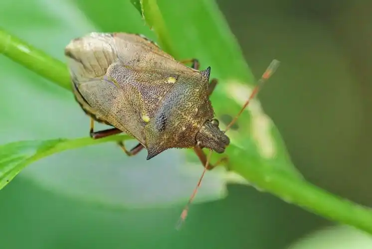 昆虫世界6-蝽科 作者:justin的美篇