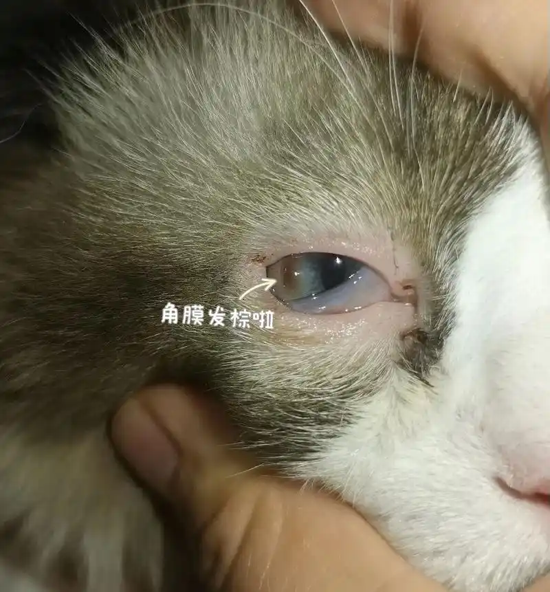 猫眼睑内翻 角膜溃疡 坏死性角膜炎.猫眼睑内翻是比较常见的眼 - 抖音