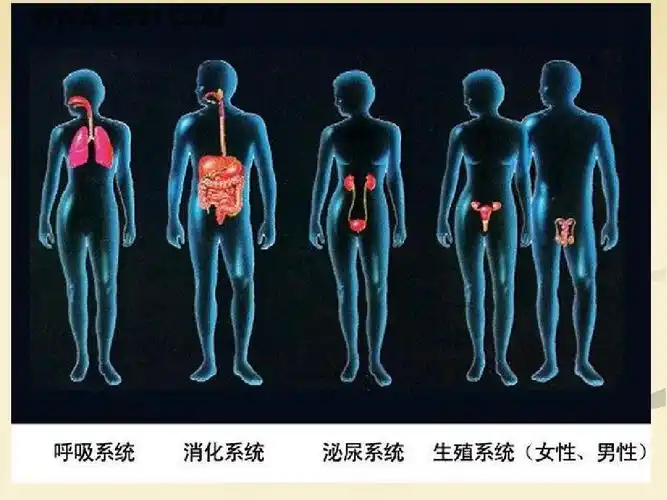 人体的十大系统