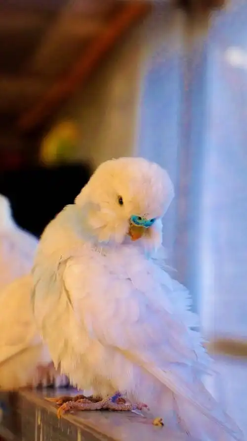 雄性虎皮鹦鹉鼻子蜡膜颜色是蓝色,雌性虎皮鹦鹉是咖啡色或者白色,这是