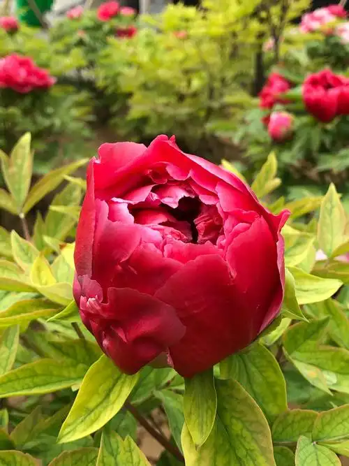 其它 二零一九洛阳行 写美篇  下午的重头戏是观赏牡丹,天空终于放晴