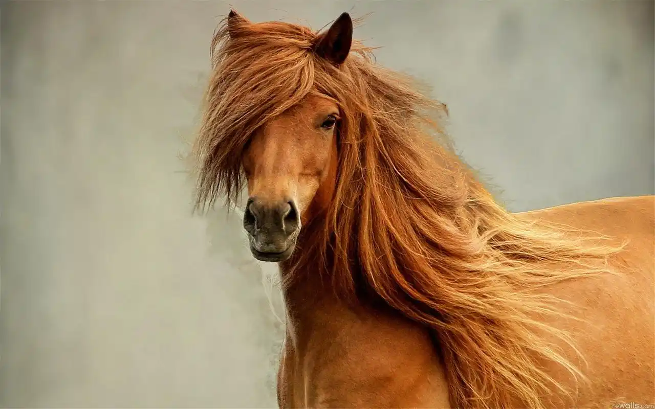 温顺驯良的奔腾骏马高清特写图片桌面壁纸(三)