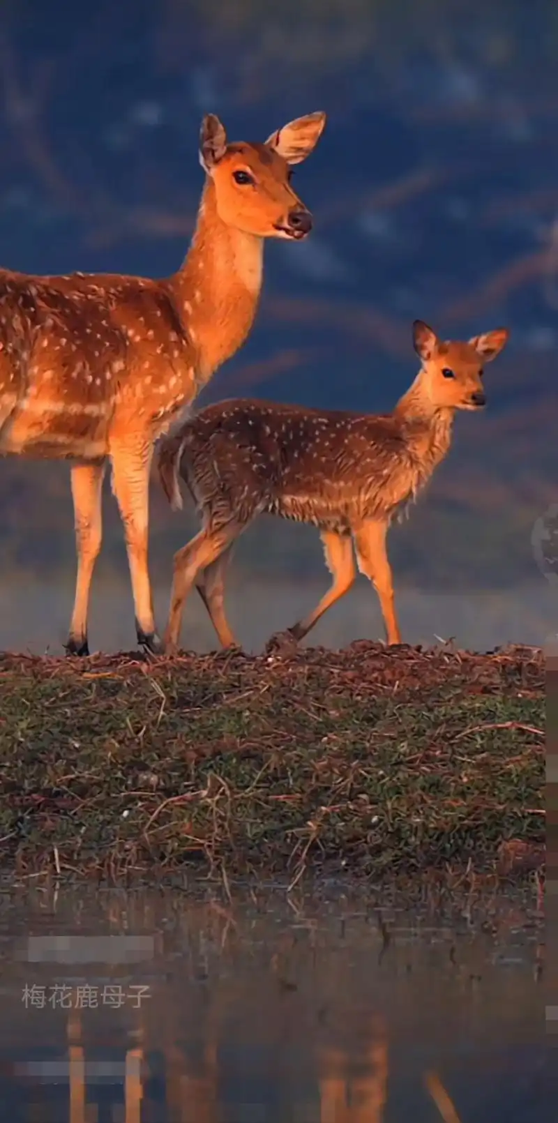 梅花鹿.🦌印象中梅花鹿是很善良,性格很温和的鹿,好像也是 - 抖音