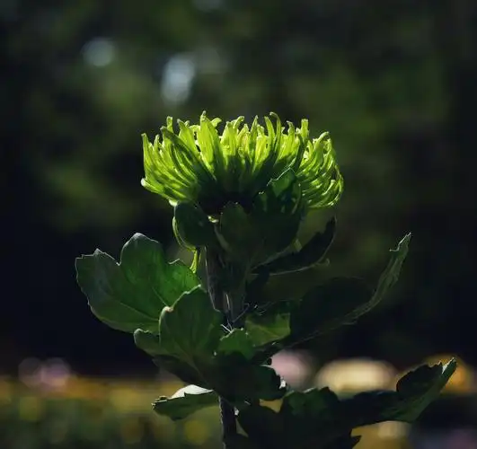 这是一组顶光,侧光,逆光拍的照片,有光拍出来的照片感觉就是不一样.