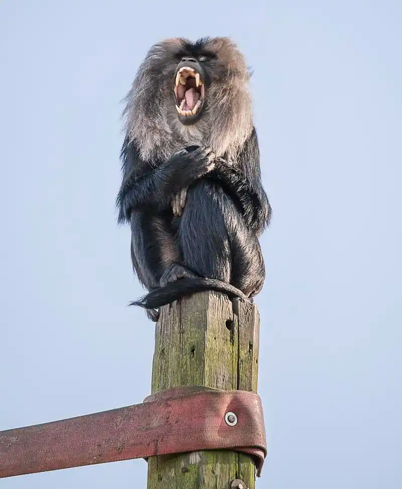 狮尾猴大喊,狮尾猴喊着从山顶上的一块木板