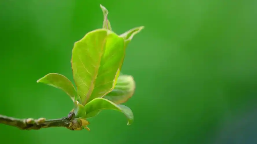 护眼春天的树叶4k绿色护眼桌面壁纸壁纸