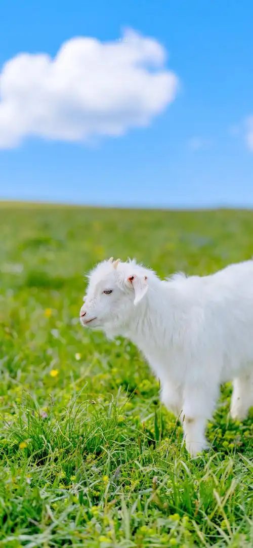 彩色草原是我的家,彩色草原上一只小羊的自述!