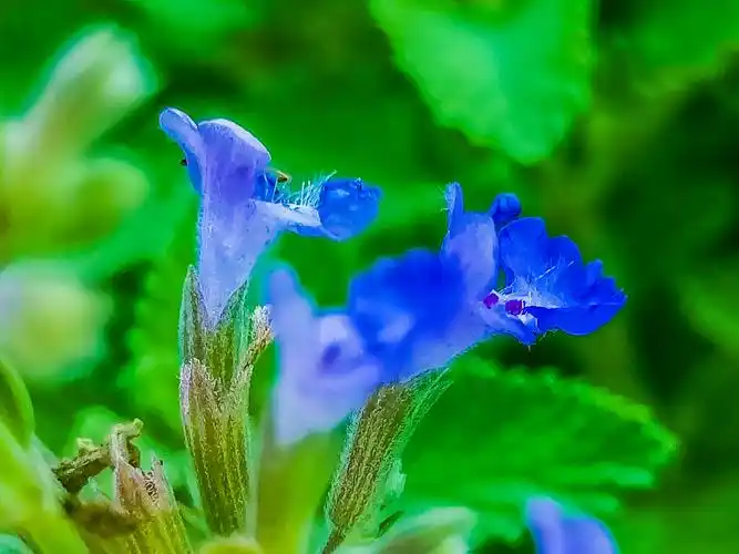 凤梨薄荷,荷花清香