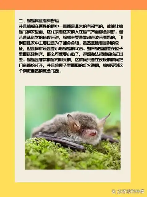 一,蝙蝠飞入家中吉利的说法 蝙蝠从这个生物的读音上来说,就是非常