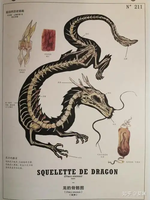 中国龙与西方龙 ——结构与文化差异