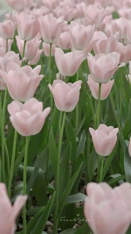 壁纸丨小清新简约ins风手机壁纸