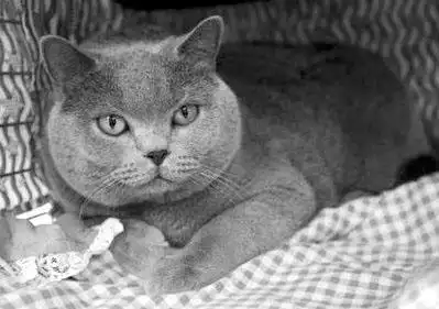 这个是什么猫 谁知道