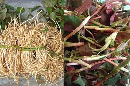 揭秘鱼腥草可以治疗湿疹吗 其副作用有哪些