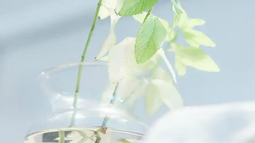 初中英语一般疑问句语法总结