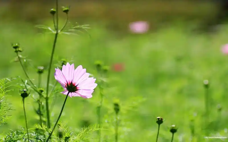 清新桌面秋天的大波斯菊壁纸