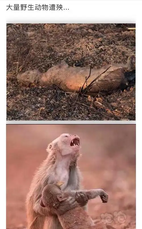 地球妈妈真是备受煎熬