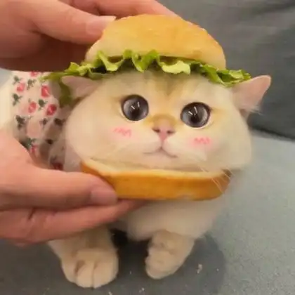 猫的照片可爱头像 高清好看的可爱猫咪头像呆萌图片_动物头像_头像屋