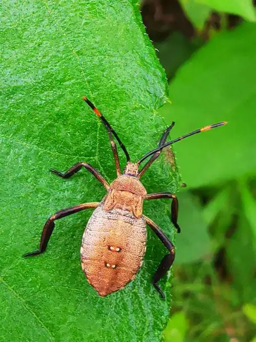 虫趣—蝽《石头树的美篇》