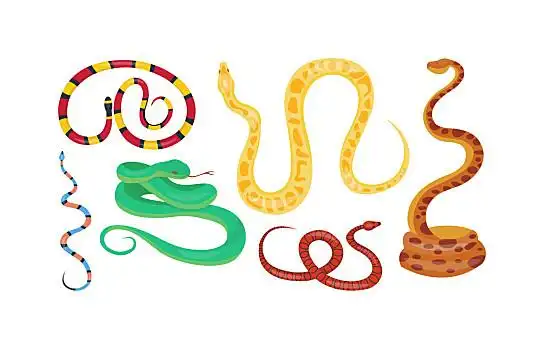 蛇,爬行动物,卡通,矢量,野生动物,自然,巨蟒,象征,毒液,食肉动物,有毒