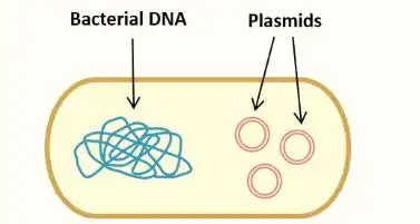 干货说说质粒图谱那些你不知道的事
