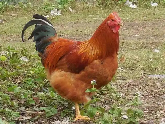 这种鸡,原来这么正!