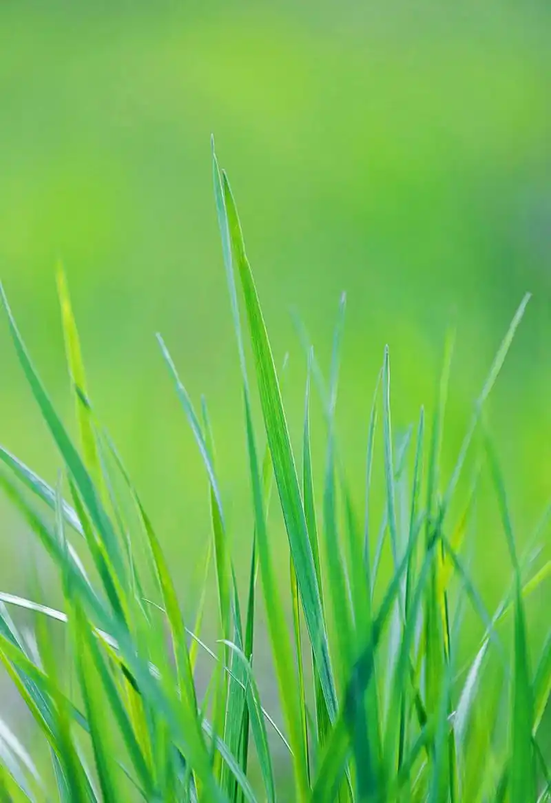 绿90永远让我92动,因为它92净纯碎90美好. 67