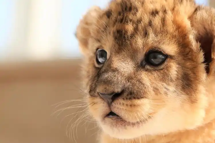 妈呀,小奶狮太可爱,萌死啦! zt