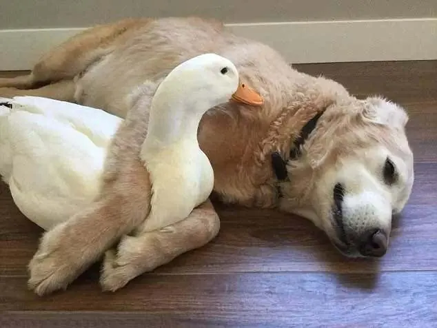 大白鸭爱上了大暖汪,没事就要抱抱,主人哭笑不得