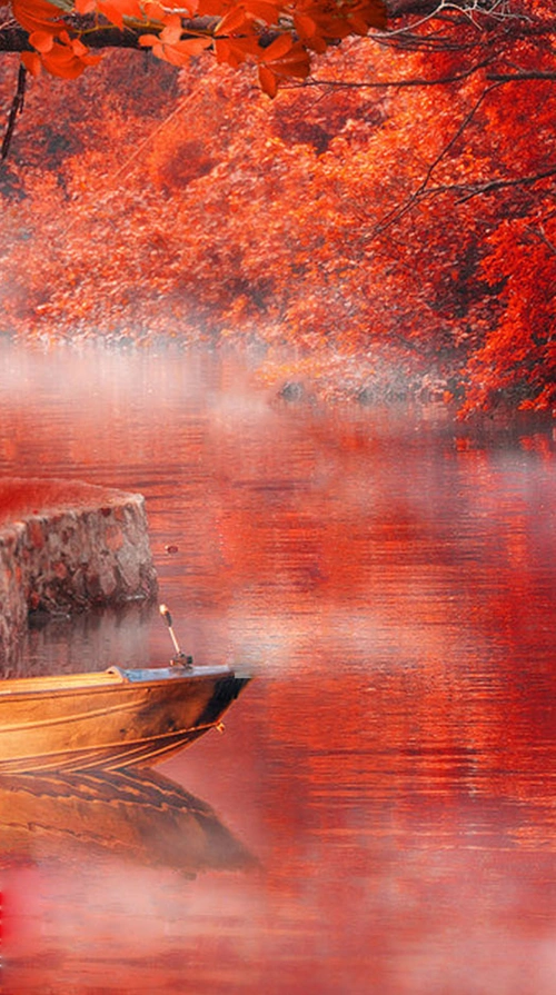 秋季红色枫树林风景