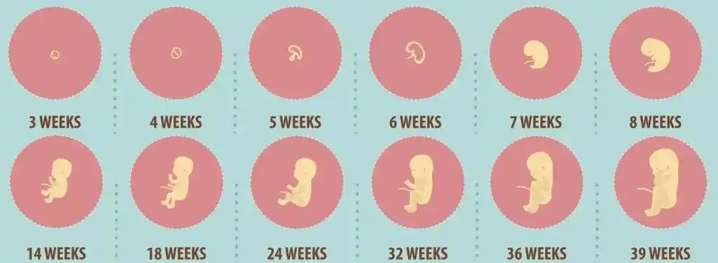 在怀孕三十多天以后,各原始细胞进行分化,慢慢形成胎芽,胎芽进一步