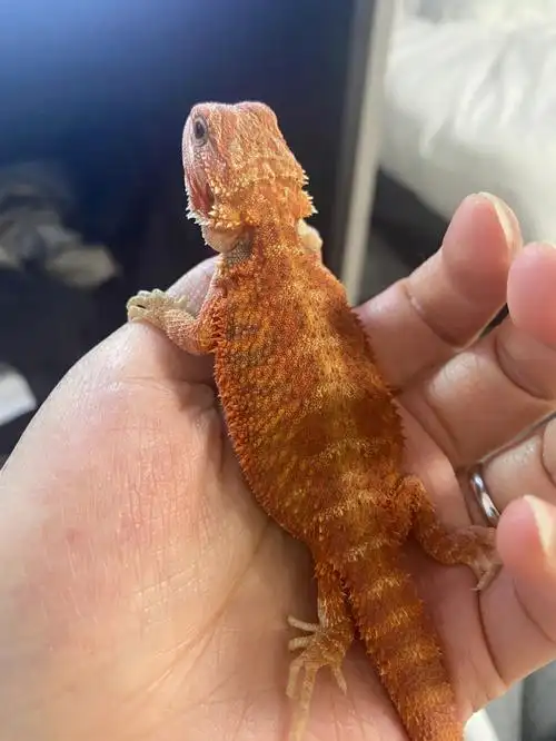 入手了2只可可爱爱的鬃狮蜥