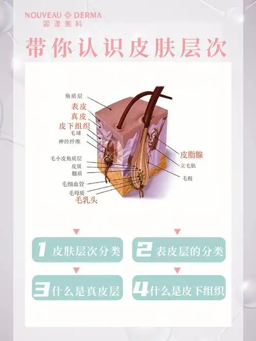 皮肤分为三个层次表皮层真皮层皮下组织