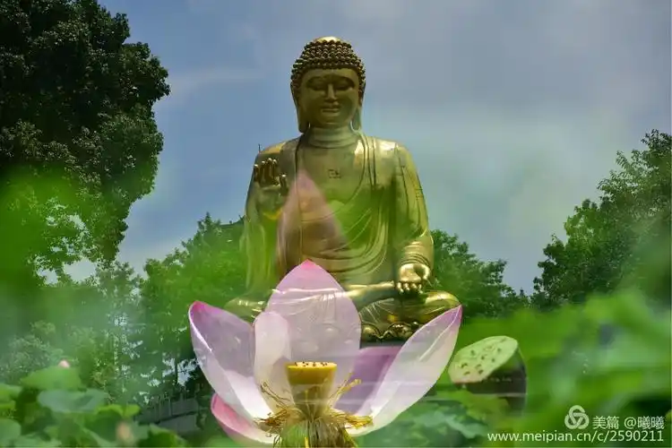 我便是佛前的那朵莲花