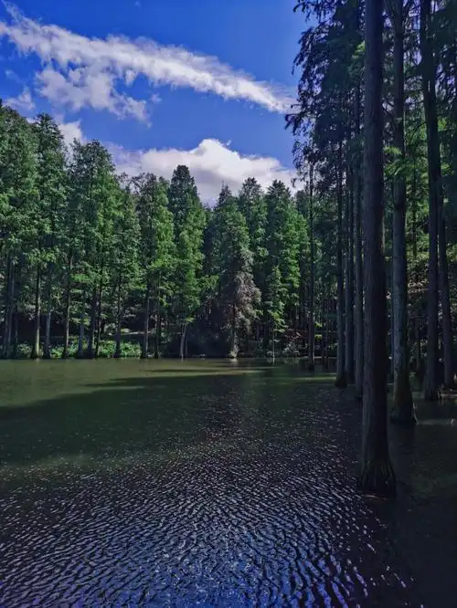 信阳的丛林仙境,波尔登森林