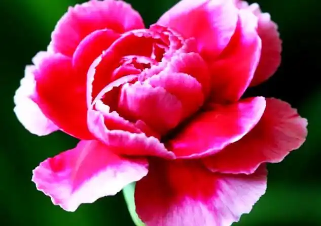 属猴的属相相应的花卉是什么花,十二生肖的属性分别用什么花代表?