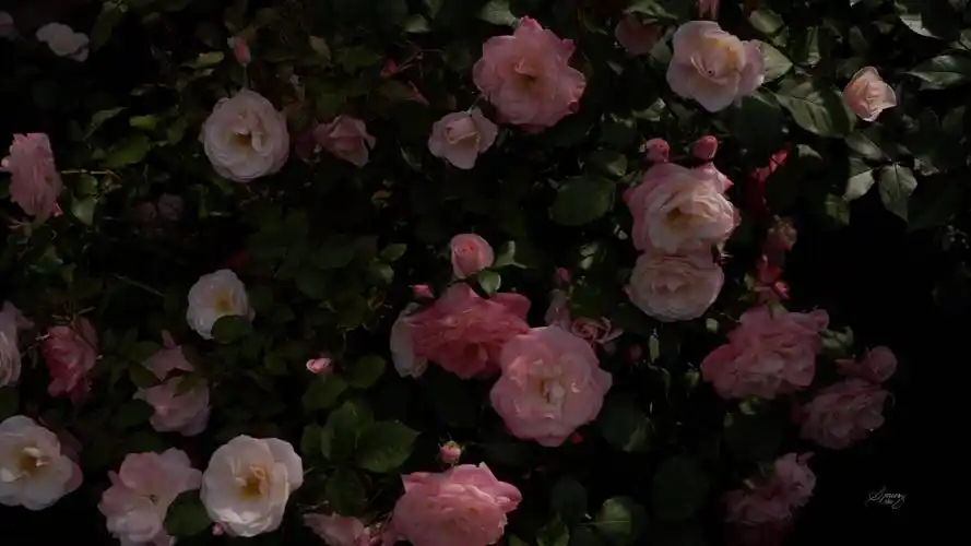 电脑ipad平板图片壁纸