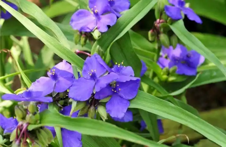 植物百科紫露草