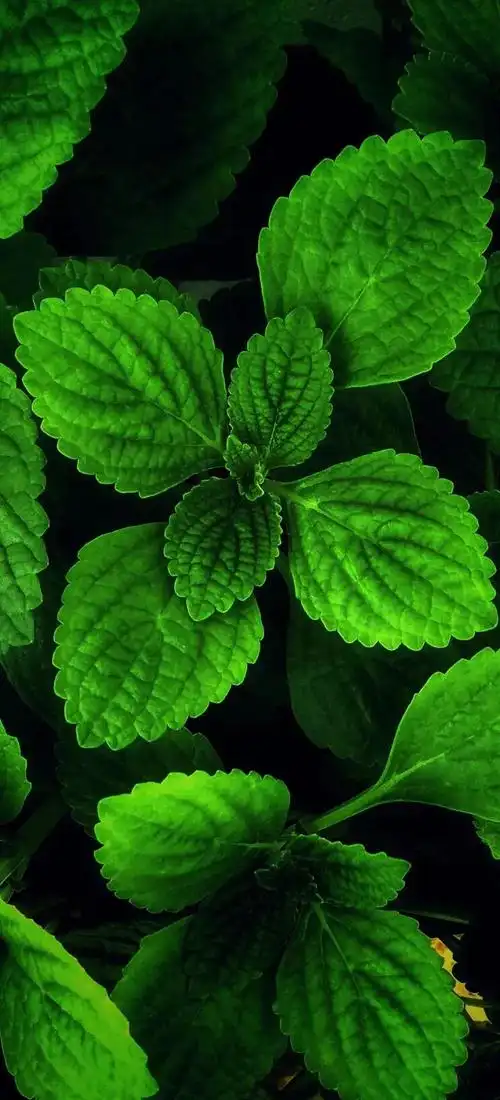 老年人护眼壁纸图片分享