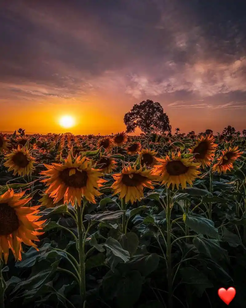 向日葵壁纸|头像|ins壁纸