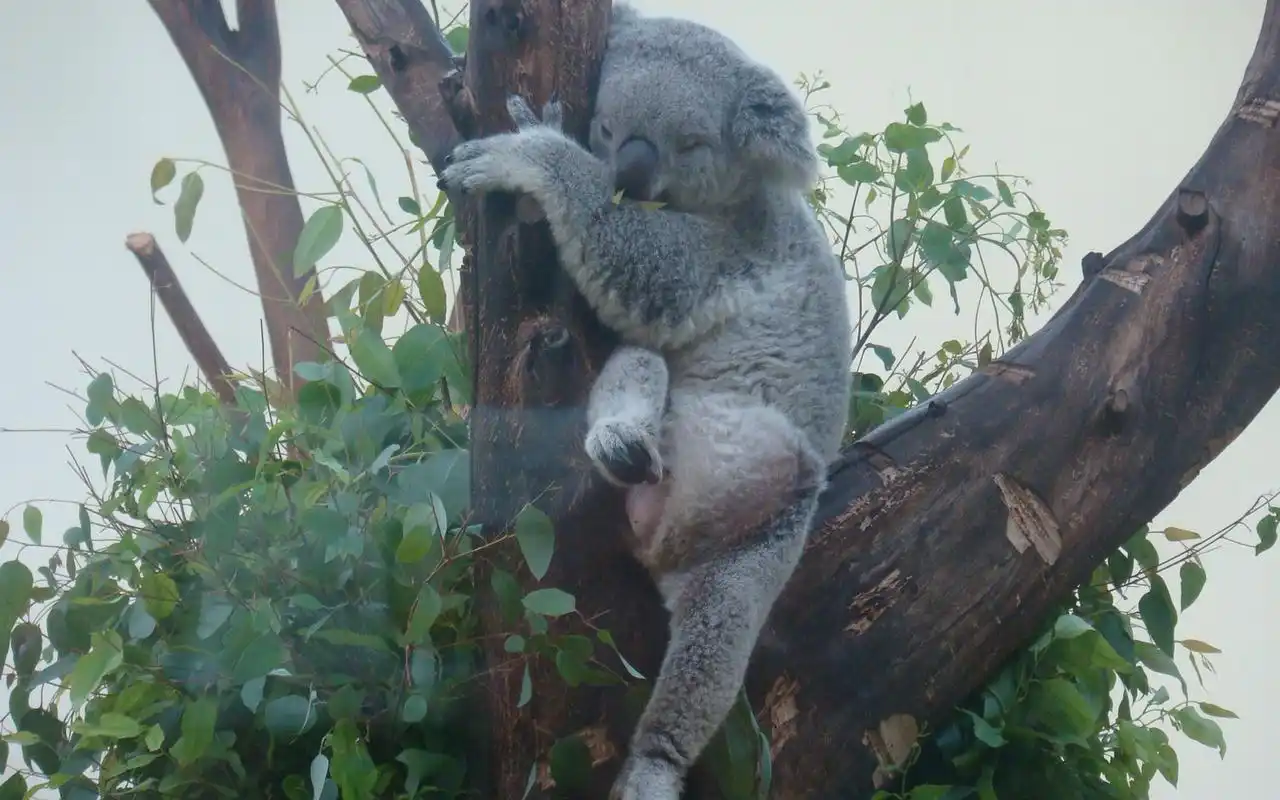上一张 下一张 简介 树袋熊,又称考拉,是澳大利亚的国宝,也是澳大利亚