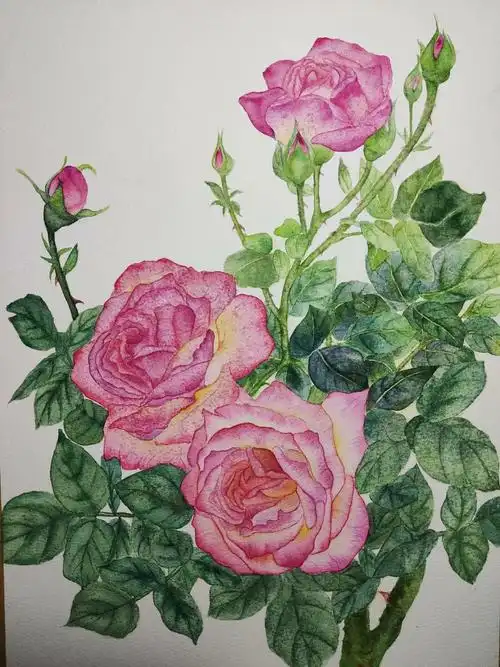 水彩月季 - 原创作品 - 站酷(zcool)