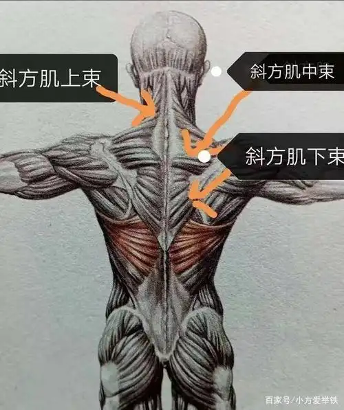 背部厚度打造斜方肌不止于背阔肌背部厚度细节你应知晓
