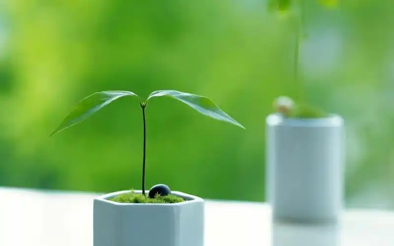 小植物壁纸1920x1080分辨率下载,小植物壁纸,高清图片 - ipad壁纸