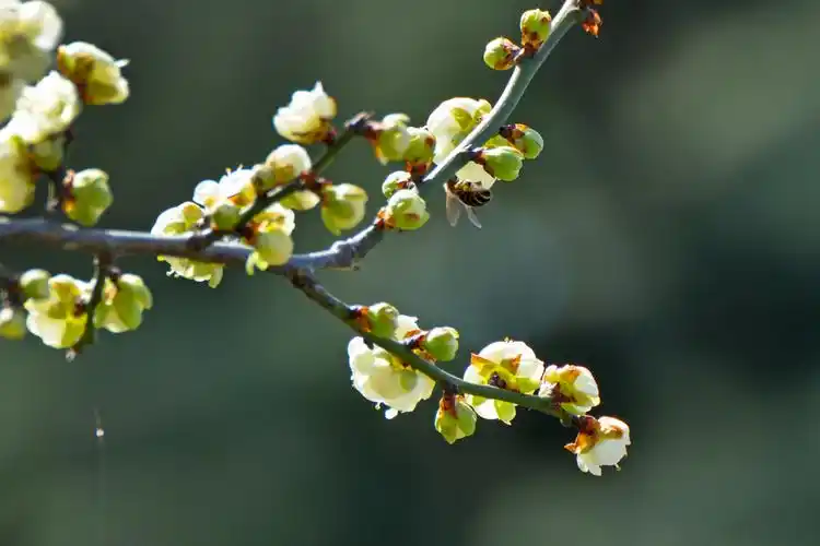 安庆菱湖风景区梅花灿烂绽放,市民纷至沓来感受家门口的好风光